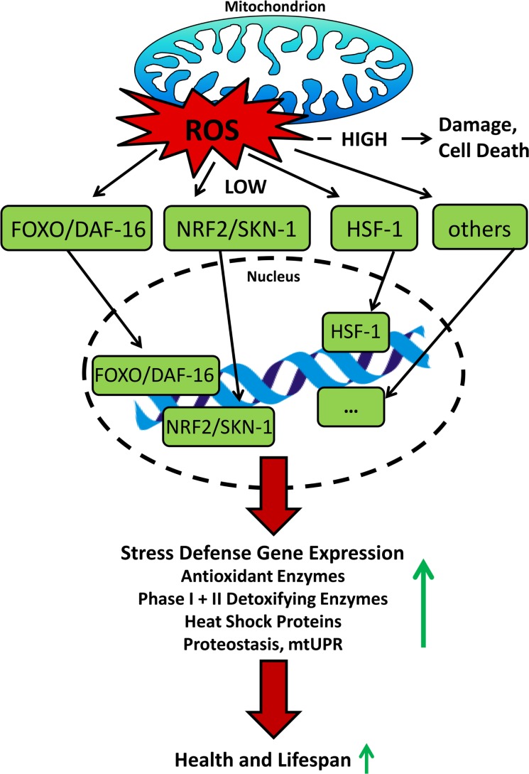 FIGURE 4.