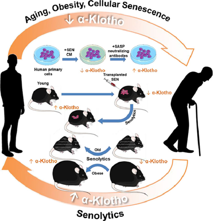 Image, graphical abstract