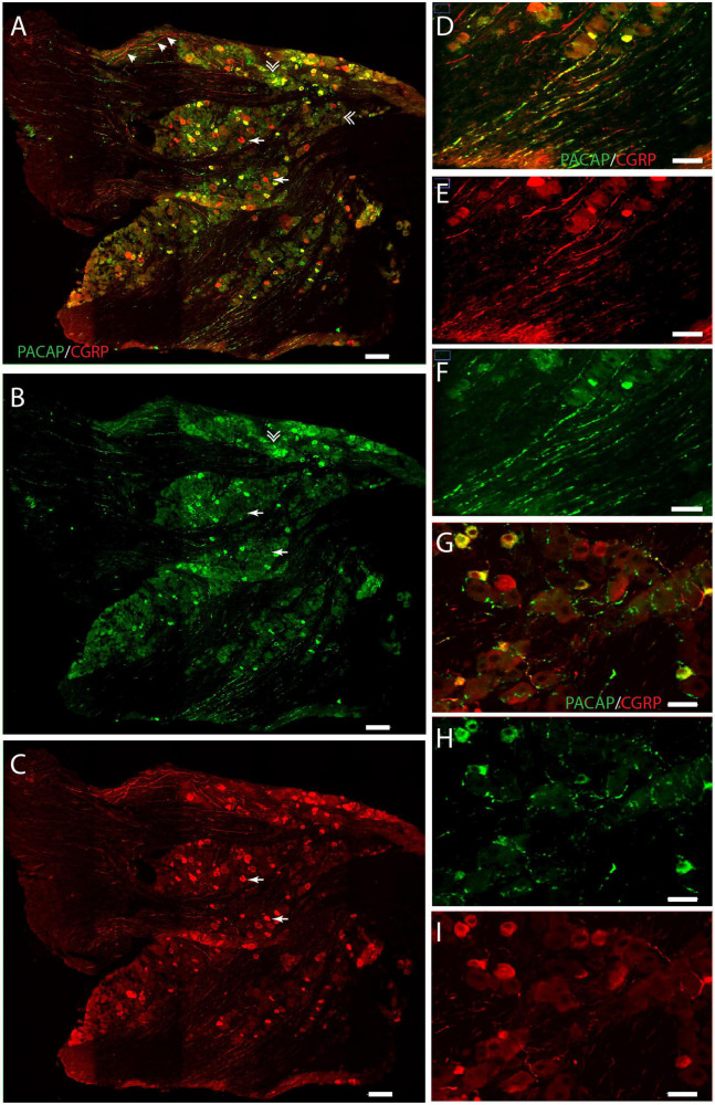 FIGURE 3