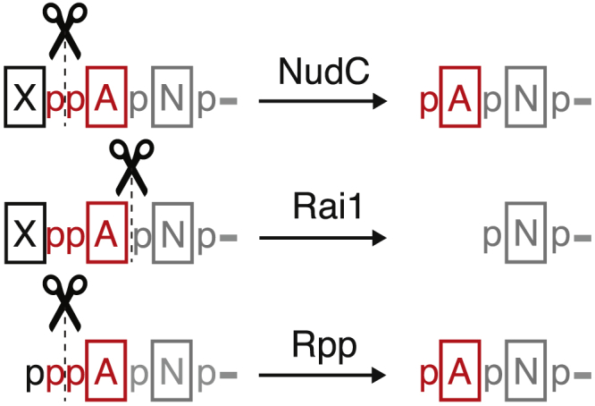 Figure 2