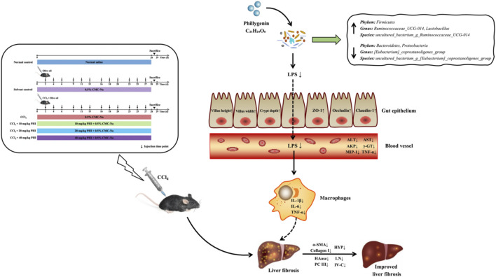 GRAPHICAL ABSTRACT