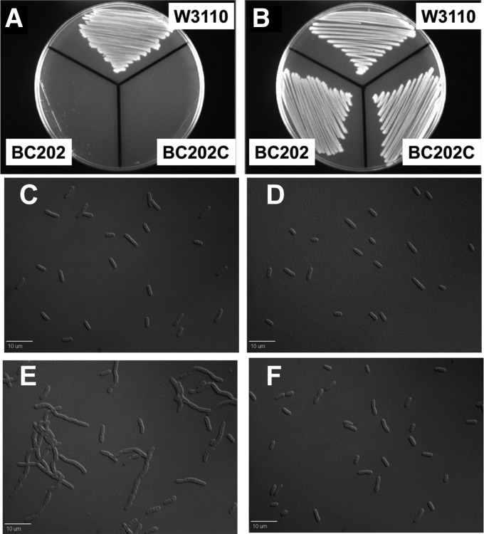 Fig 5