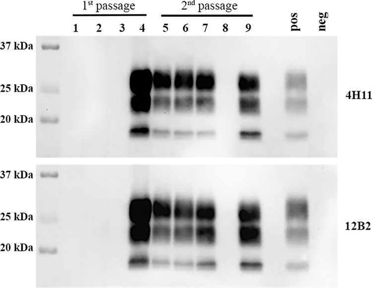 Fig 6