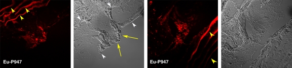 Figure 5a: