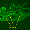 Figure 4b: