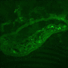 Figure 4c: