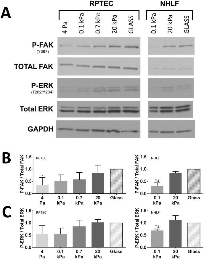 Fig 8