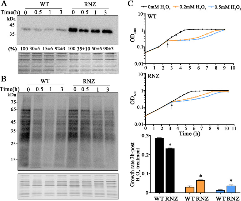 FIG 6