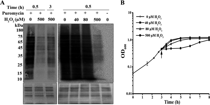 FIG 5