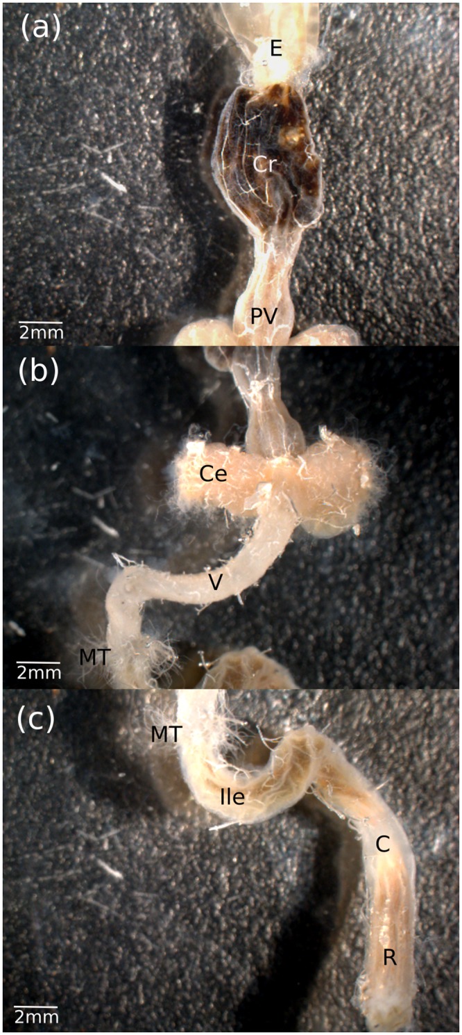 FIGURE 1