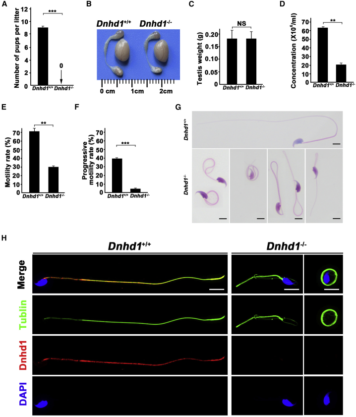 Figure 5