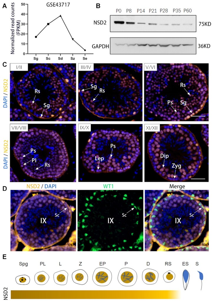 H3K36me2 methyltransferase NSD2 orchestrates epigenetic reprogramming ...