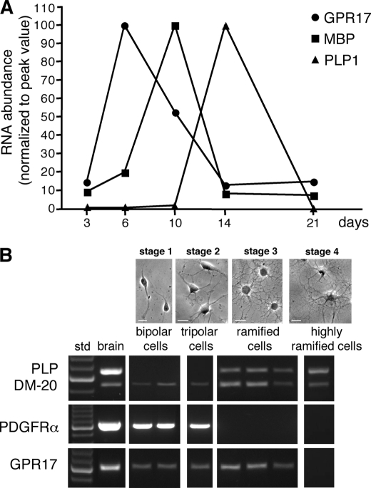 FIGURE 1.