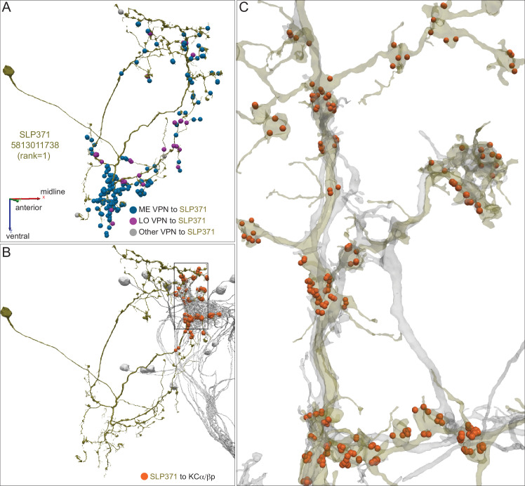 Figure 11—figure supplement 3.