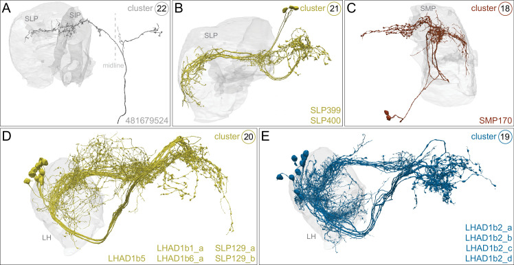 Figure 33—figure supplement 1.