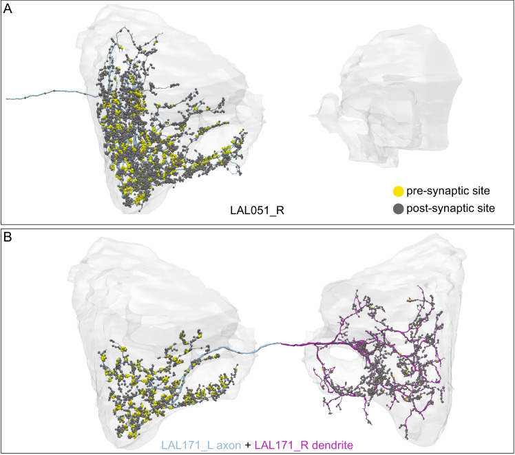 Figure 42—figure supplement 1.