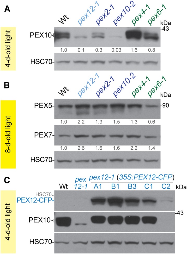 Figure 5.