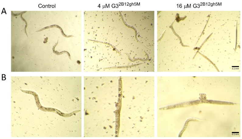 Figure 13