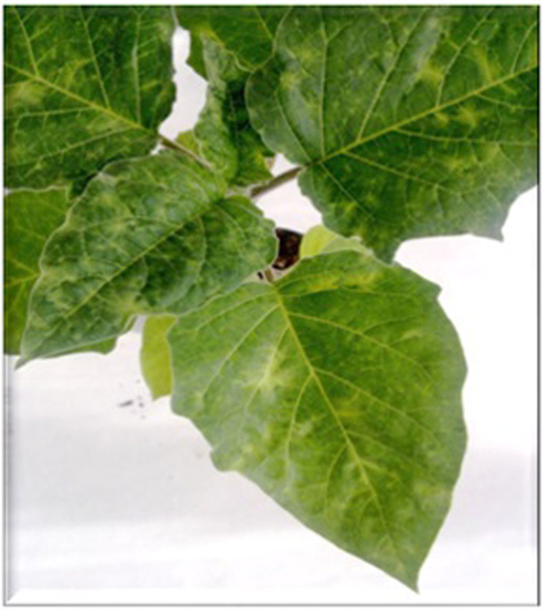Fig 1