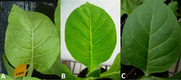 Fig 3