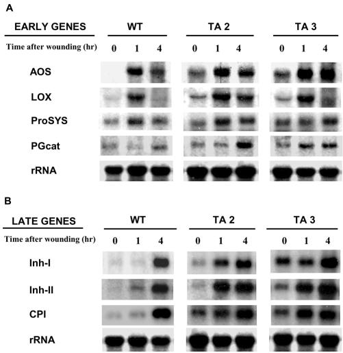 Figure 5.