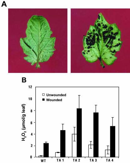 Figure 4.