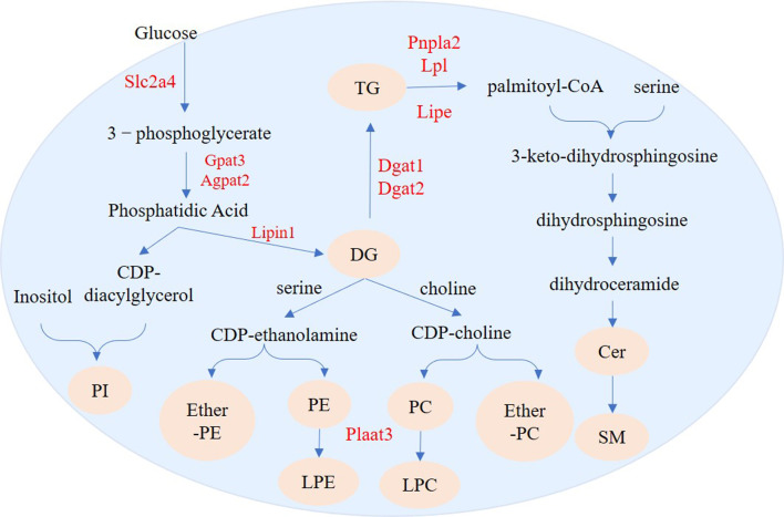 Figure 11