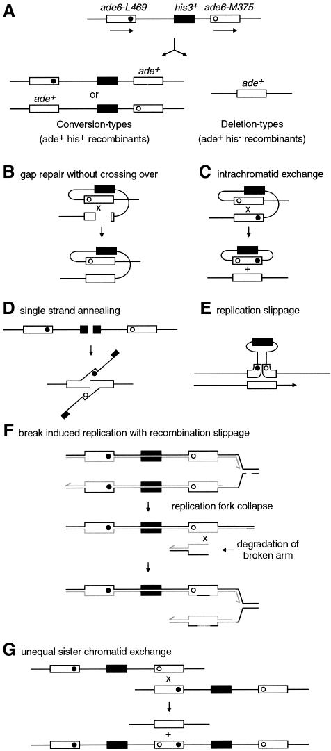 graphic file with name cdd251f5.jpg