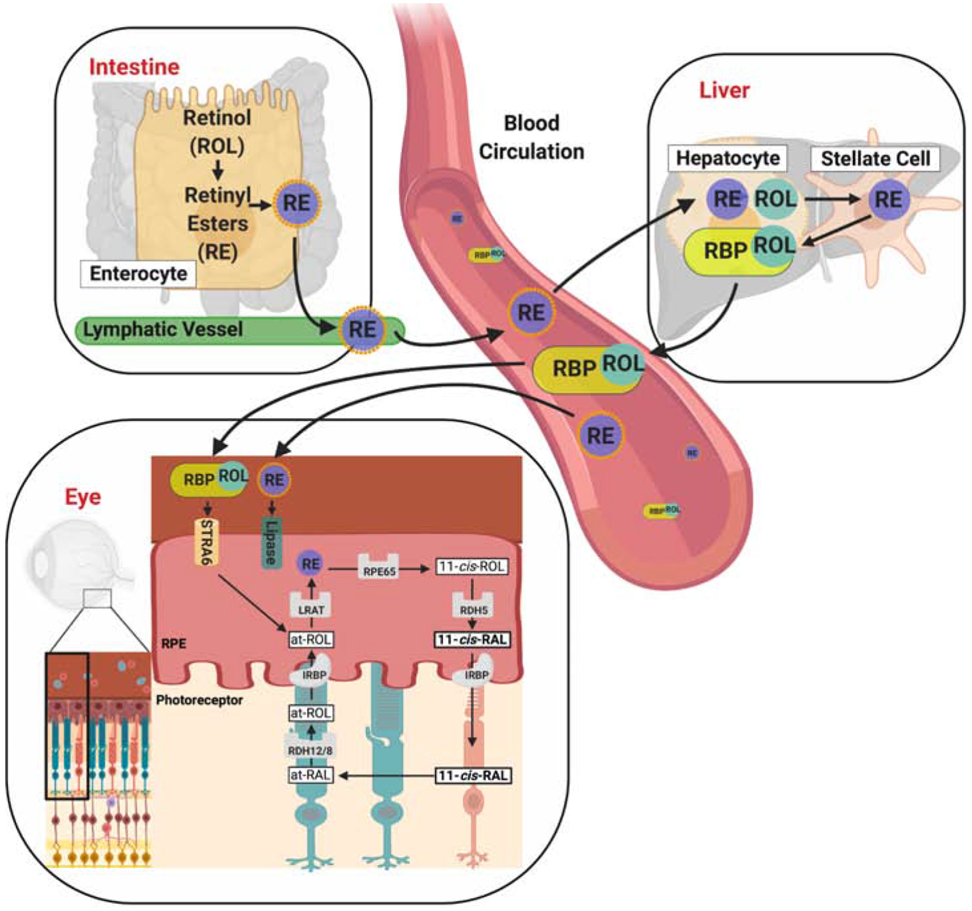 Figure 12.