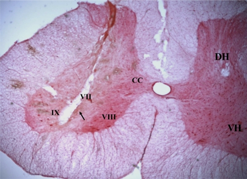 Fig. 7.