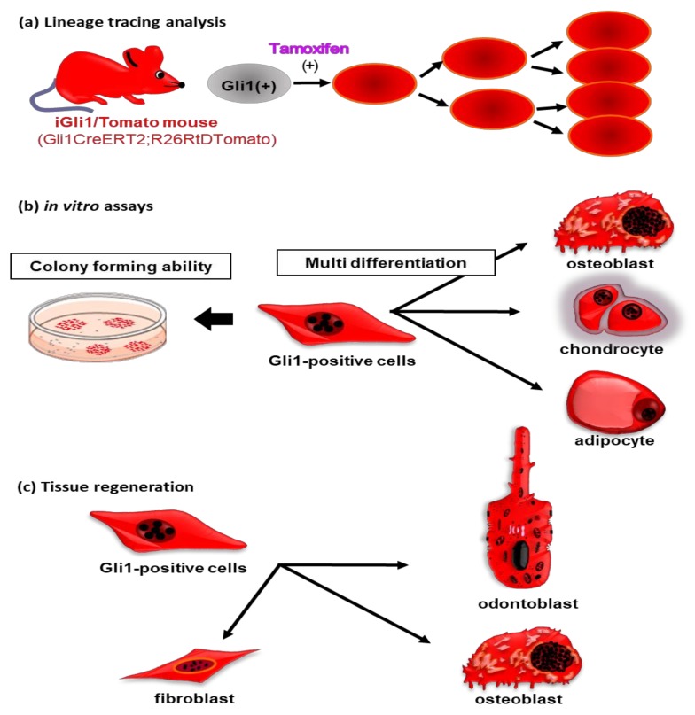 Figure 2