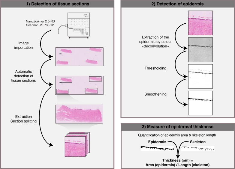 Figure 2—figure supplement 4.