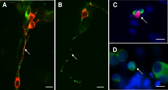 FIG. 3.