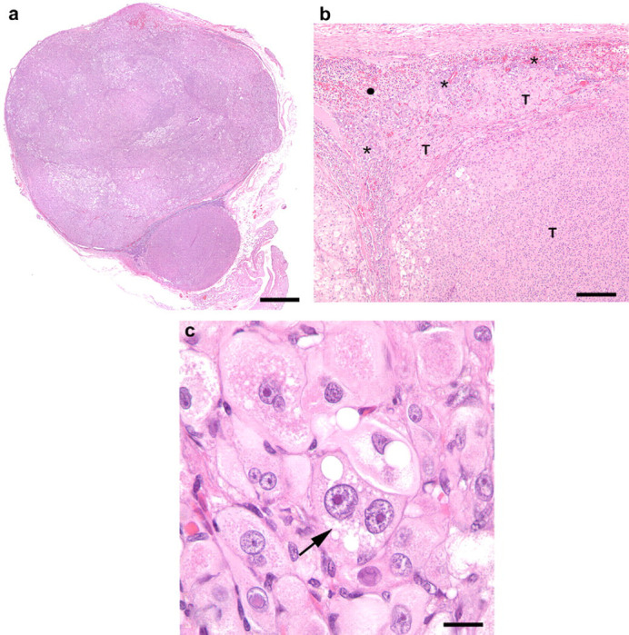 Fig 3.