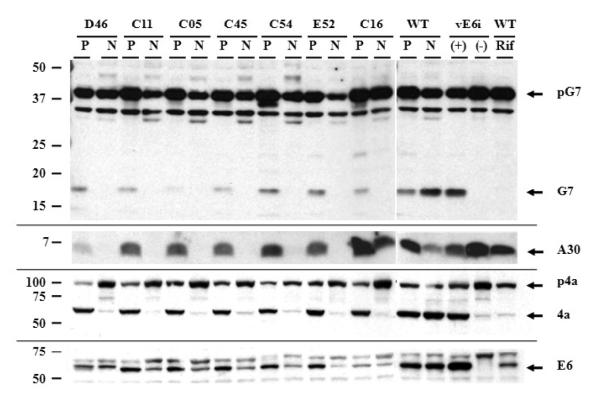 Fig. 9