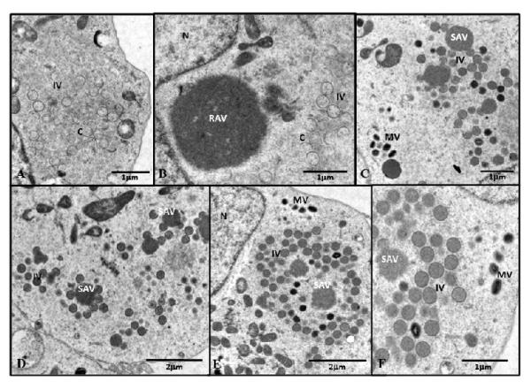 Fig. 8