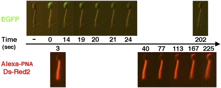 Fig. 2.