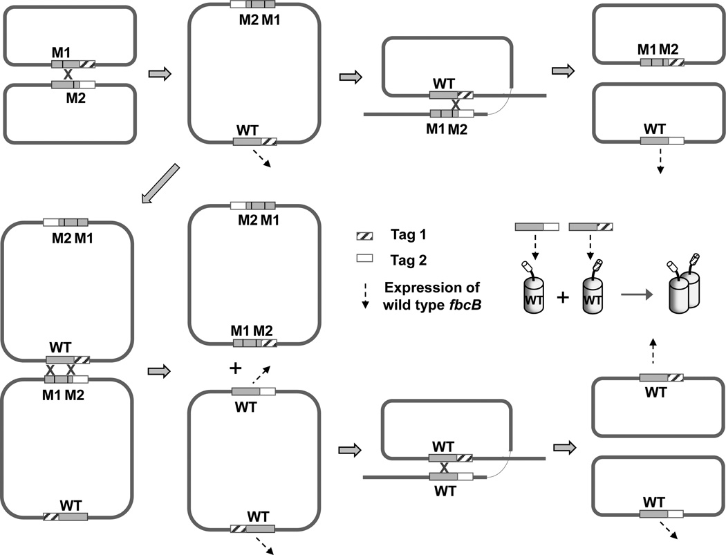 Fig. 6