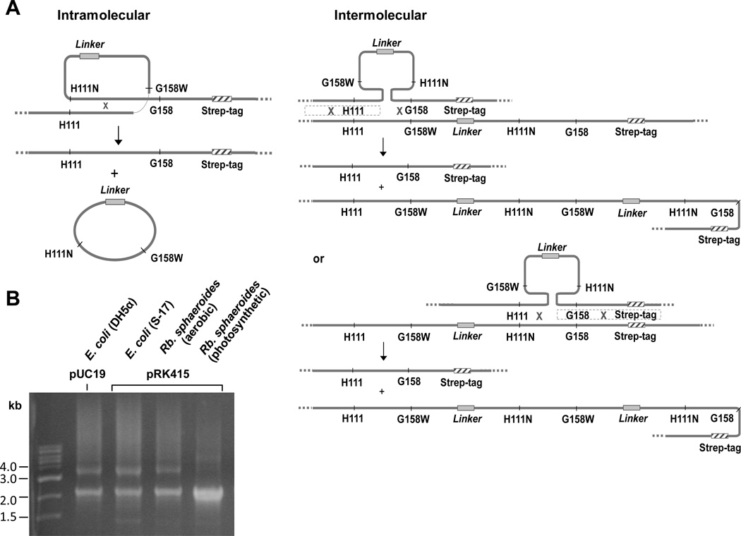 Fig. 5