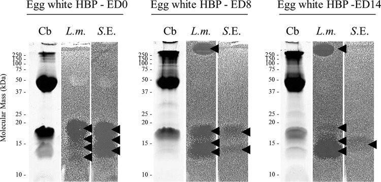 Fig. 8.