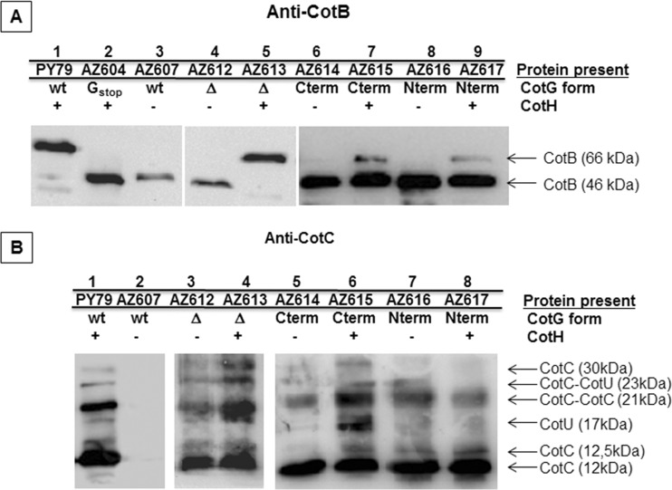 FIG 5