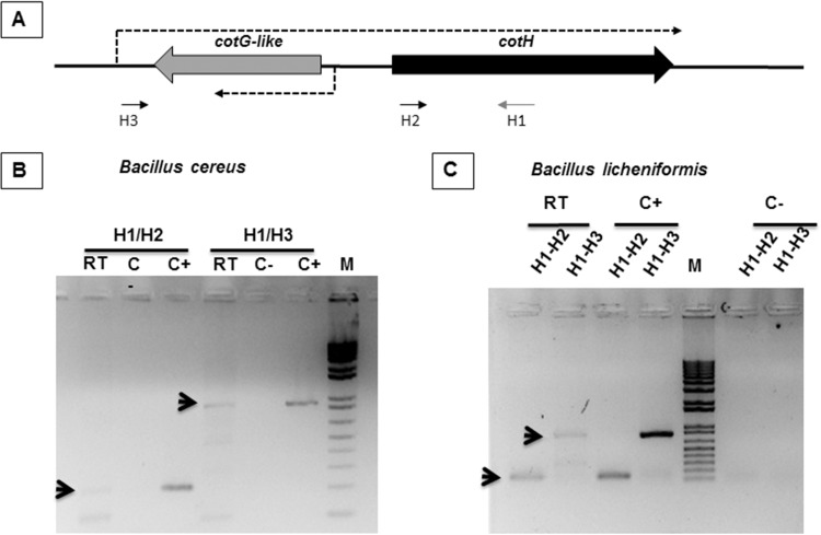 FIG 3