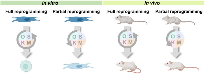 FIGURE 3