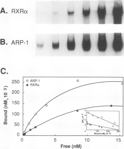 graphic file with name molcellb00030-0080-a.jpg