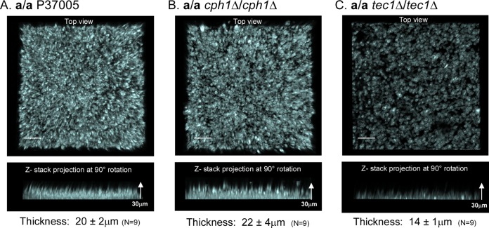 FIG 3