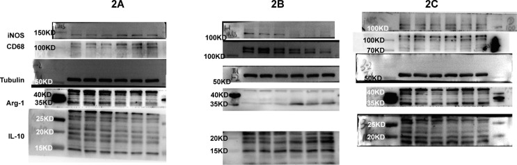 Supplementary figure 1