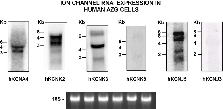 Figure 12.