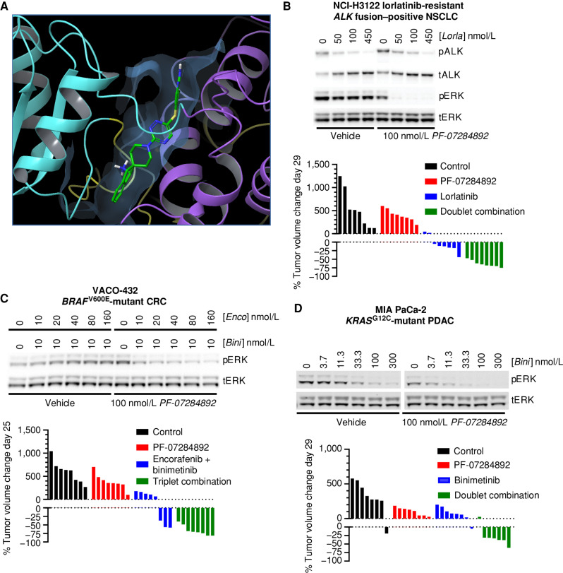 Figure 1. PF-07284892 promotes antitumor efficacy in multiple oncogene-addicted models with up-front or acquired resistance to targeted therapies. A, X-ray crystal structure of PF-07284892–bound SHP2. N-SH2, C-SH2, and PTP domains are yellow, cyan, and violet; inhibitor is green/blue. See Supplementary Table S1 for data collection and refinement statistics. B–D, Top, the indicated human cancer cell lines were treated in vitro with each agent at the indicated concentrations for 4 (H3122 lorR-06), 18 (VACO-432), or 24 (MIA PaCa-2) hours followed by preparation of cell lysates and analysis of the indicated protein by immunoblot. Quantitation of each band is shown in Supplementary Fig. S3. Bottom, immunodeficient mice (8 per group) were xenografted subcutaneously with the same human tumor cells used for in vitro signaling analysis. When tumors reached ∼200 mm3, animals were treated orally with vehicle, PF-07284892 30 mg/kg q.o.d., lorlatinib 3 mg/kg qd, encorafenib 20 mg/kg qd + binimetinib 3.5 mg/kg b.i.d., binimetinib 3.5 mg/kg b.i.d., or with the indicated combinations (at the monotherapy doses). Tumor sizes on days 25 to 29 were normalized to day 1 prior to treatment. b.i.d., twice daily; Bini, binimetinib; C, carboxy-proximal; CRC, colorectal cancer; Enco, encorafenib; Lorla, lorlatinib; N, amino-proximal; NSCLC, non–small cell lung cancer; p, phosphorylated; PDAC, pancreatic ductal adenocarcinoma; PTP, phosphatase; qd, daily; q.o.d., every other day; t, total.