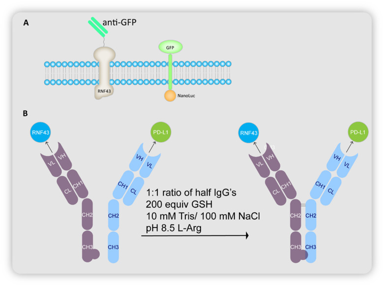 Fig. 16