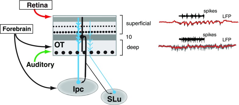 Fig. 10.